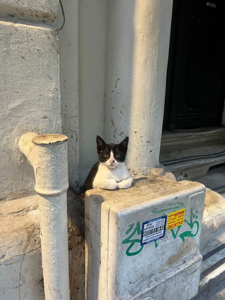 Photo of a small, black and white kitten on an Istanbul street, hiding its paws and looking directly at the camera.